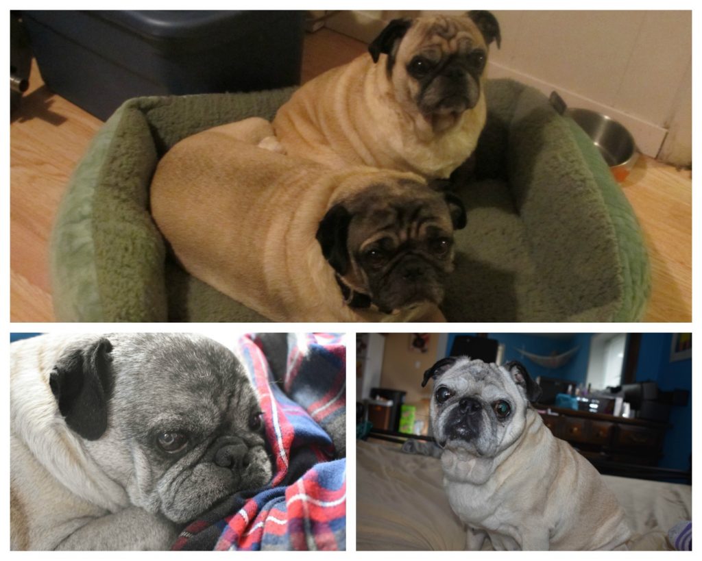 Senior pugs the difference between age 9 and age 14