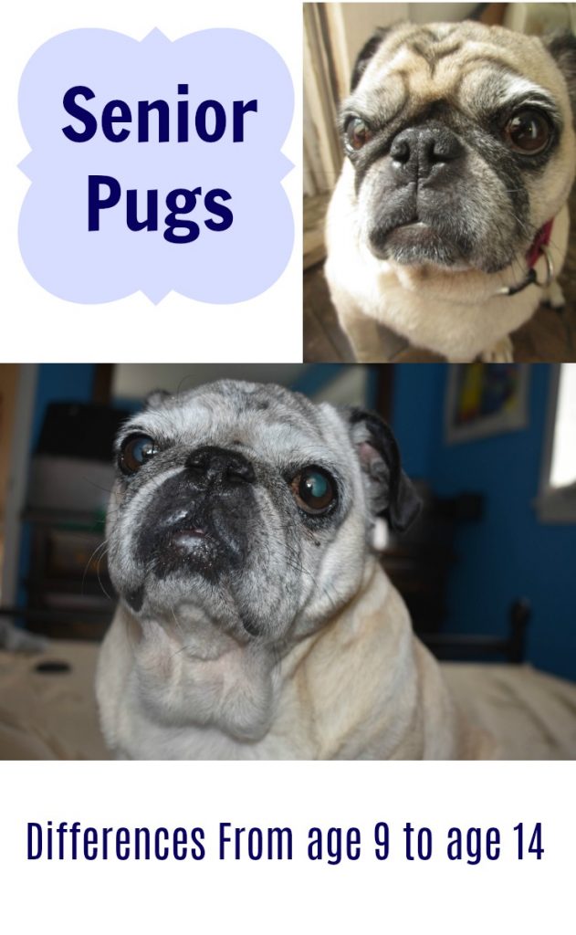 Senior Pugs ages 9 versus 14