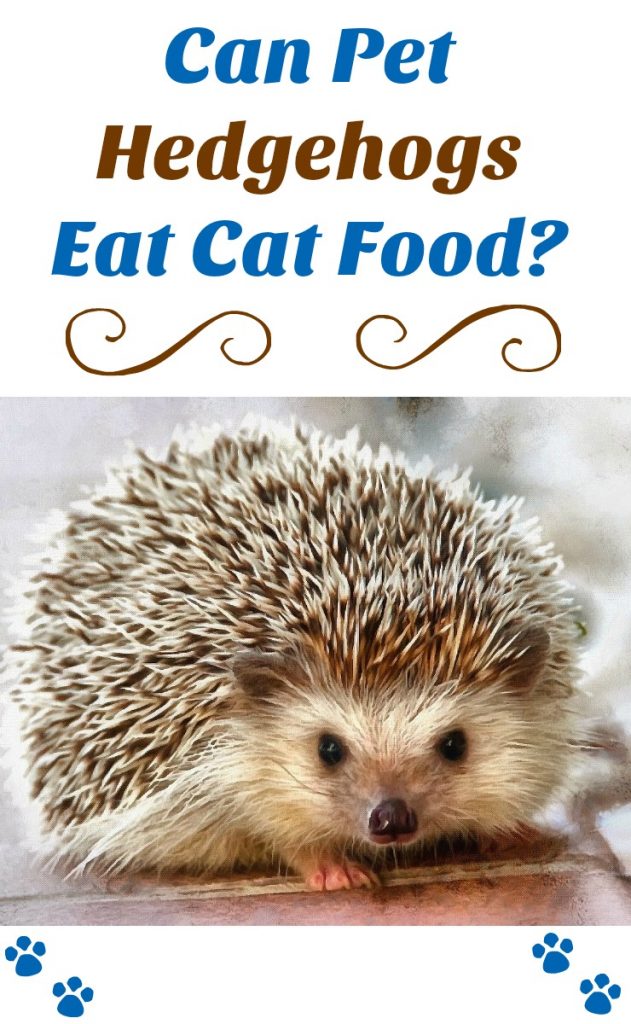 Hedgehog food can pet hedgehogs eat cat food