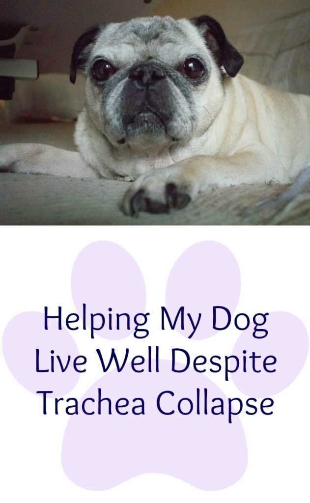 Trachea collapse in pugs. How to help your dog live well with trachea collapse