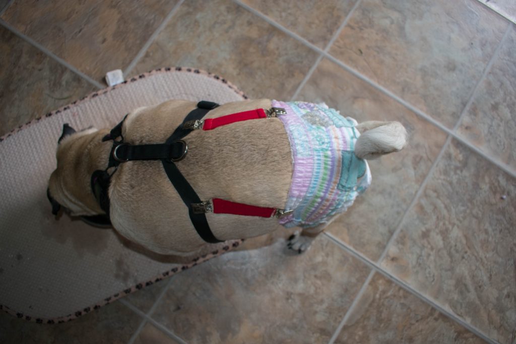 How to keep a diaper on a dog
