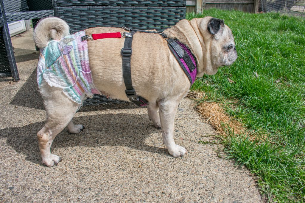 Pug dog diaper that stays on