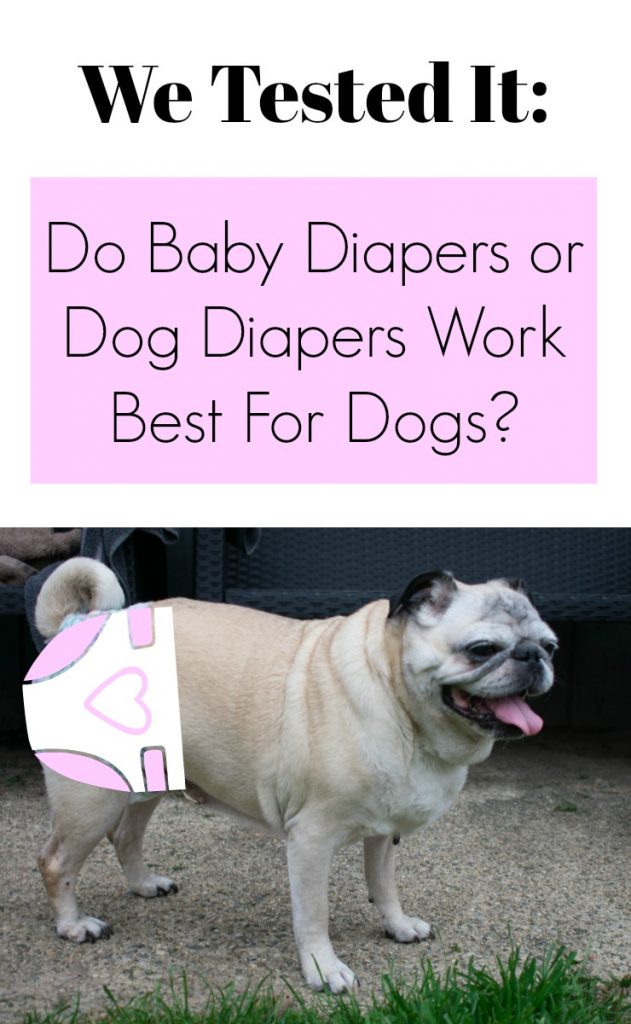 Diapers for dogs: do baby diapers or dog diapers work best for incontinent dogs? We tried them on our pug!