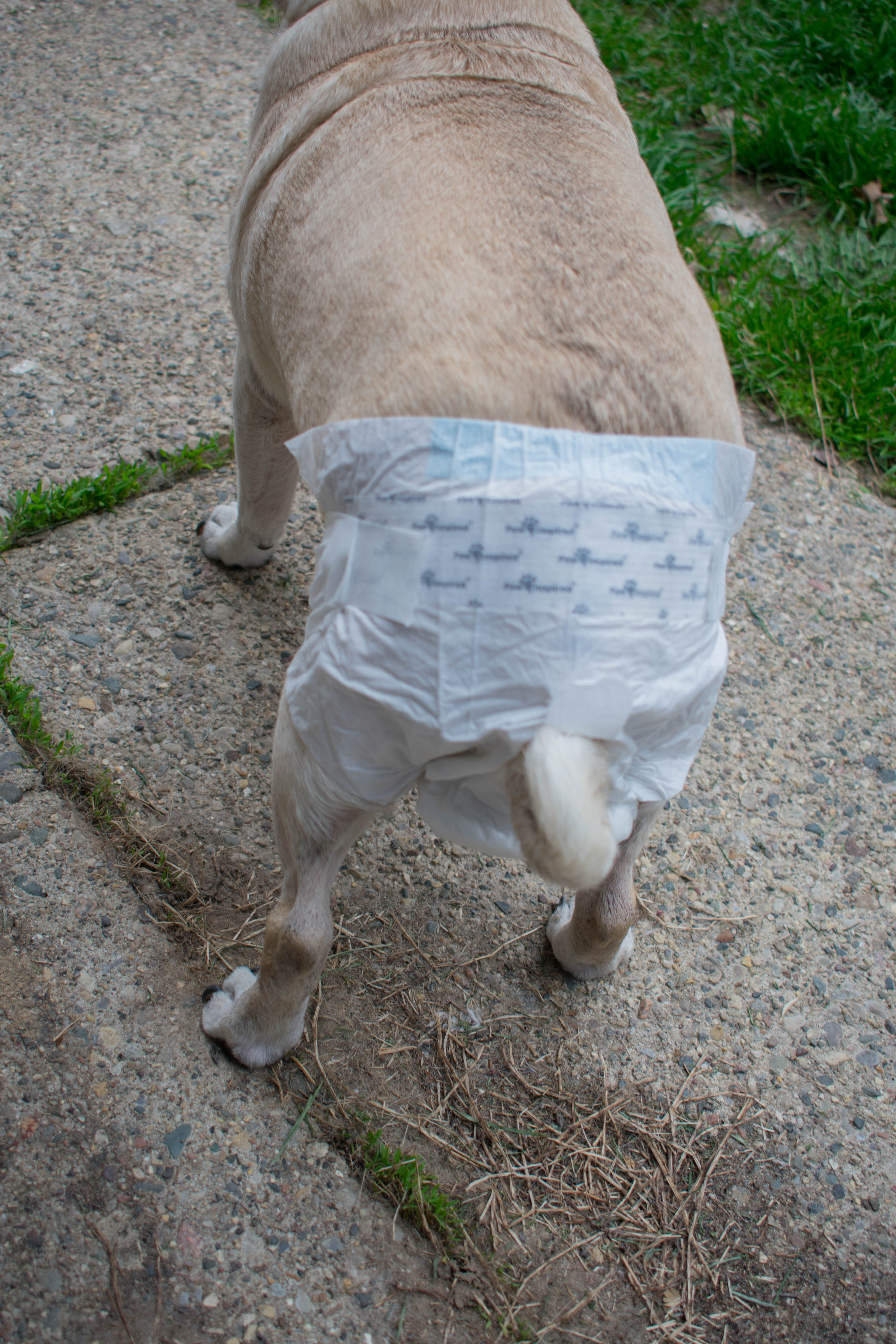 pull up dog diapers