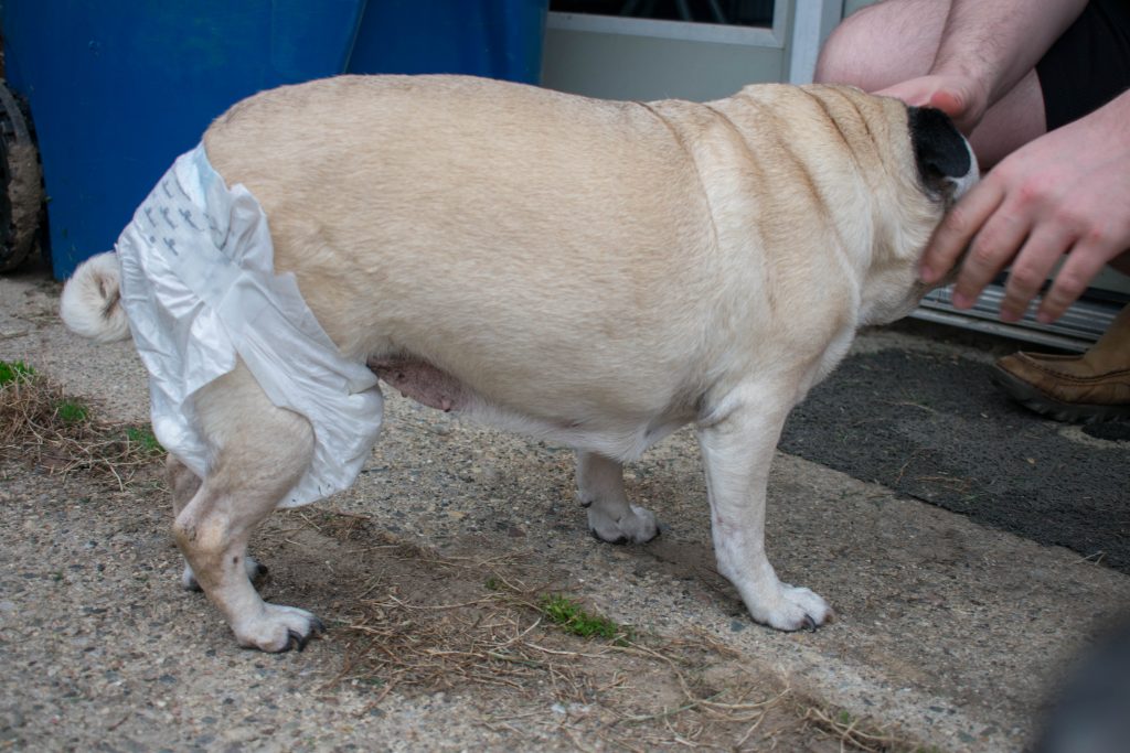 PAW INSPIRED Ultra Protection Female Disposable Dog Diapers review pug