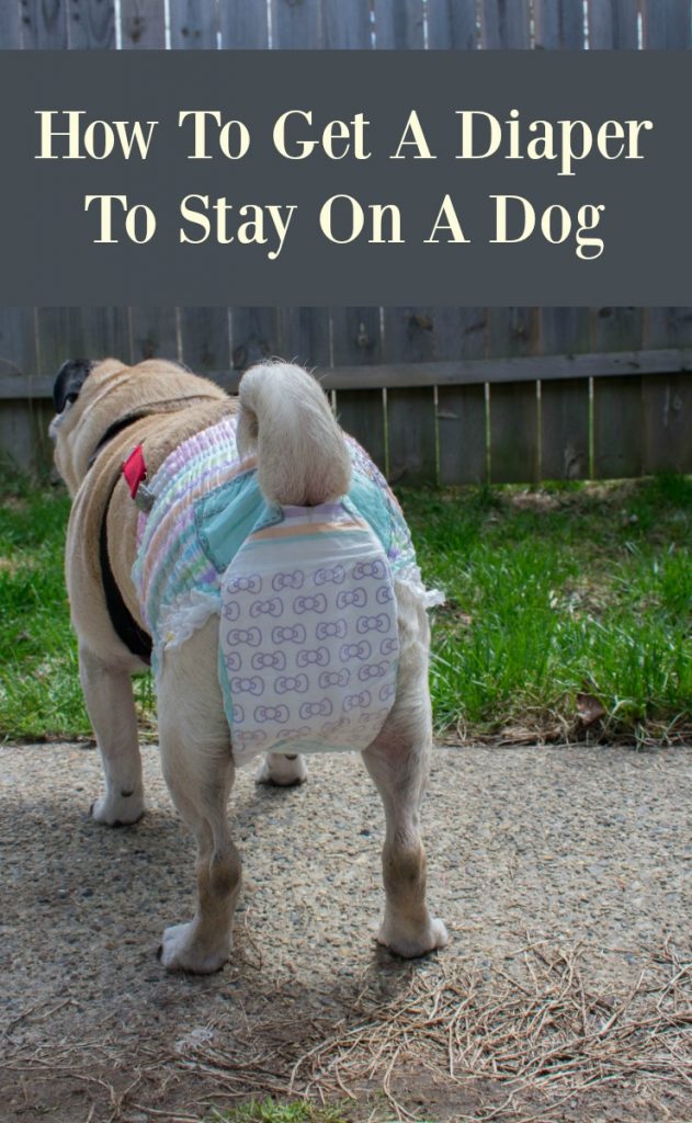 How to get a diaper to stay on a dog. My pug tried a variety of diaper set-ups before we figured it out!