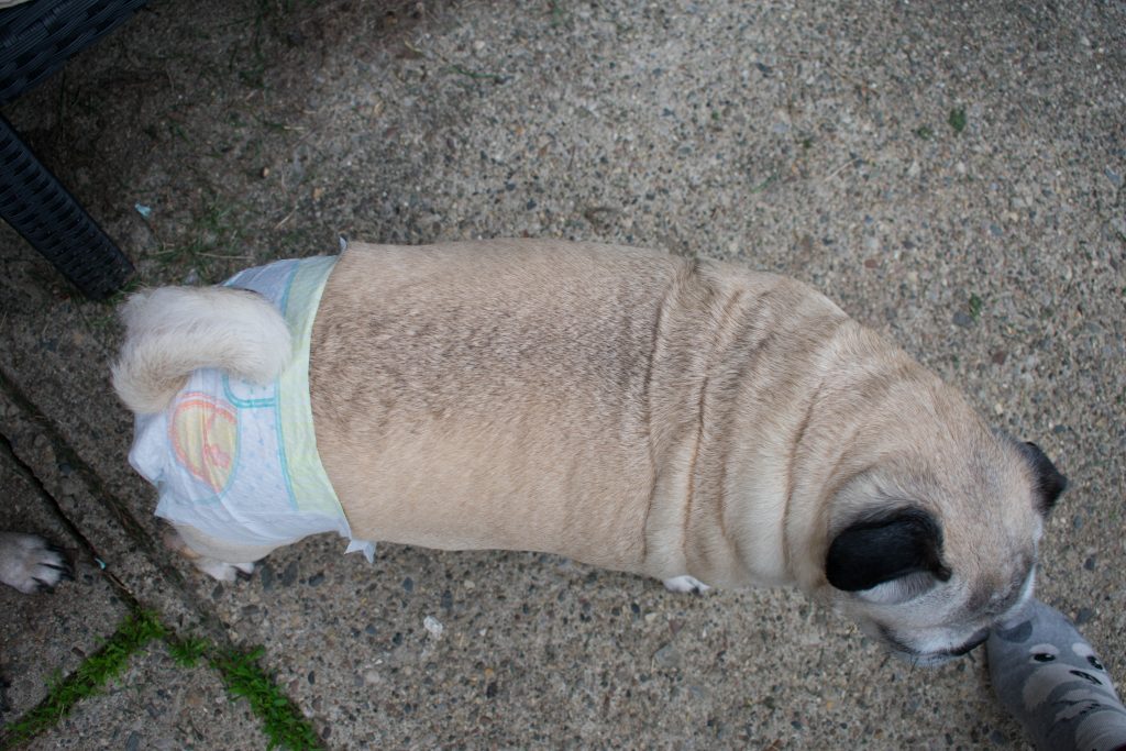 Pampers Cruisers Baby Diapers On pug dog