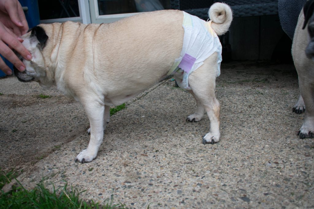 Pampers cruisers size 4 on pug dog