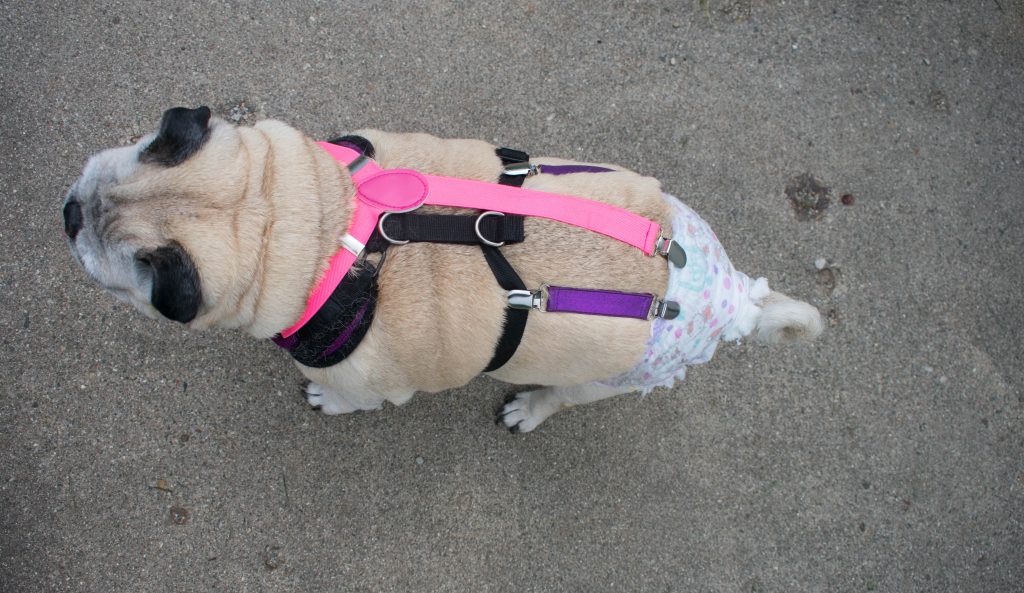 dog diaper suspenders