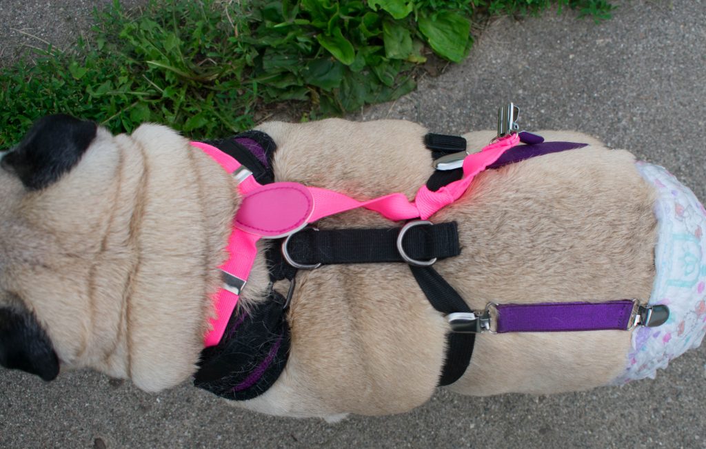 pug dog diaper stay on