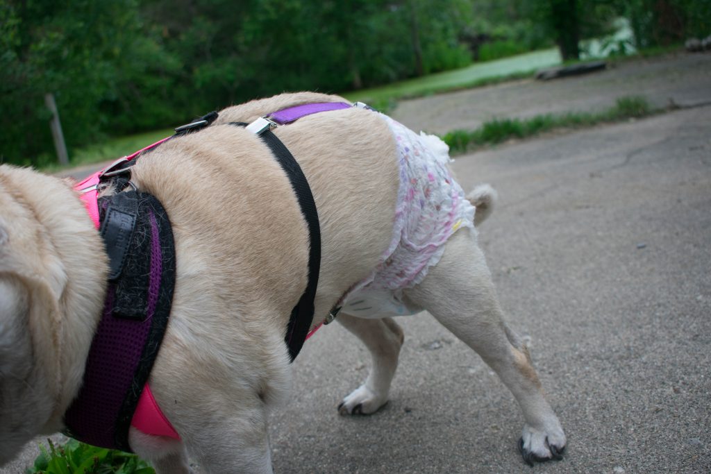 dog suspenders to keep diaper on