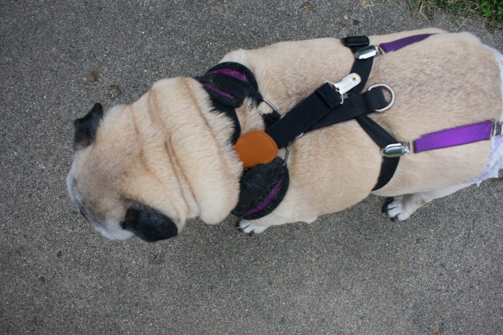 Strong suspenders to hold dog diaper on