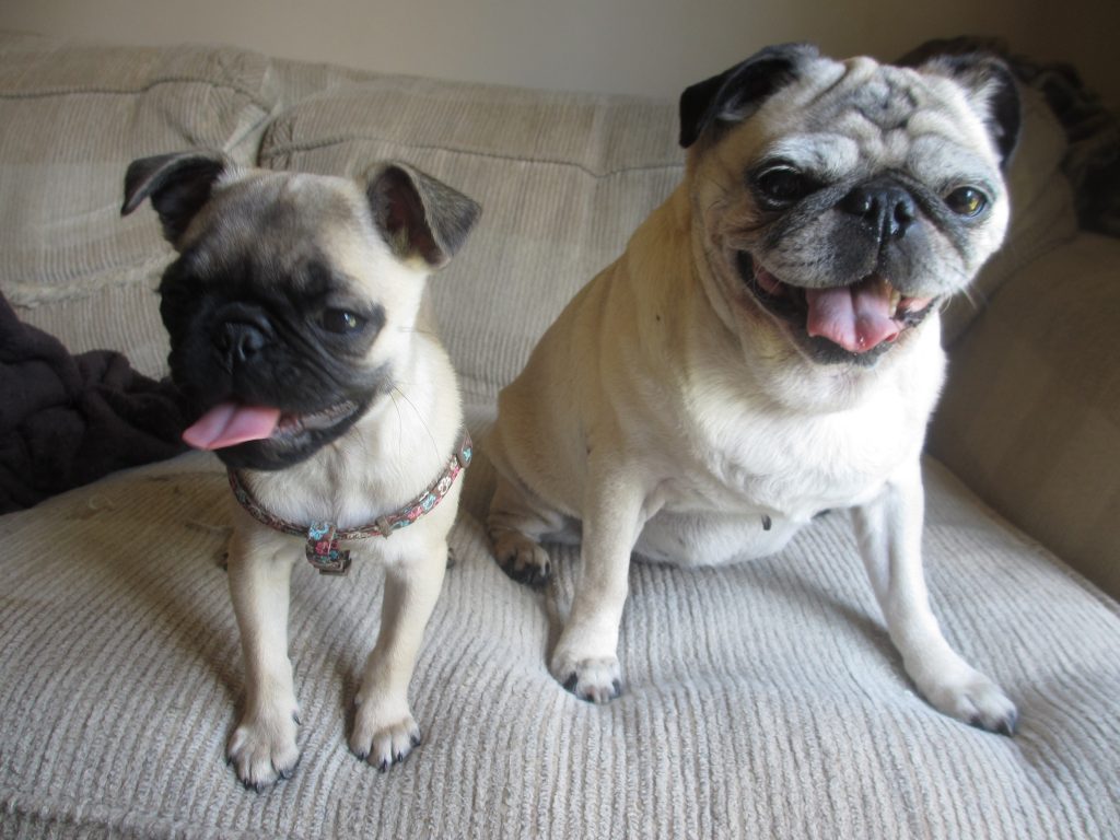 cute dog names for pug puppies and adult pugs 