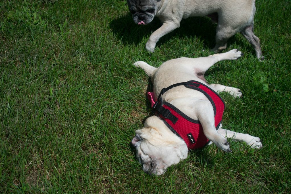 senior pug playing