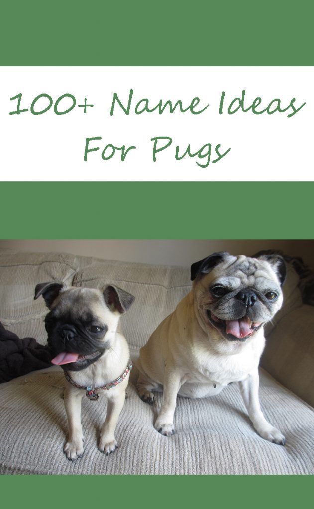 100+ pug name ideas for pugs young or old!