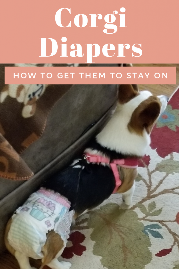 Corgi diapers - how to get a dog diaper to stay on a corgi