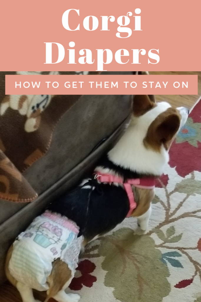 Corgi Diapers How To Get A Diaper To Stay On Your Corgi Dog