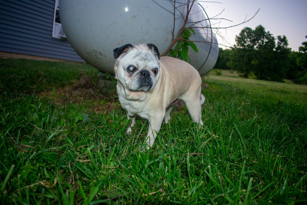 pug with Pleural Effusion or pulmonary edema