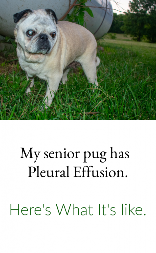 my senior pug has pleural effusion, meaning fluid in her lungs and inflammation in her chest. Here's what it's like. 