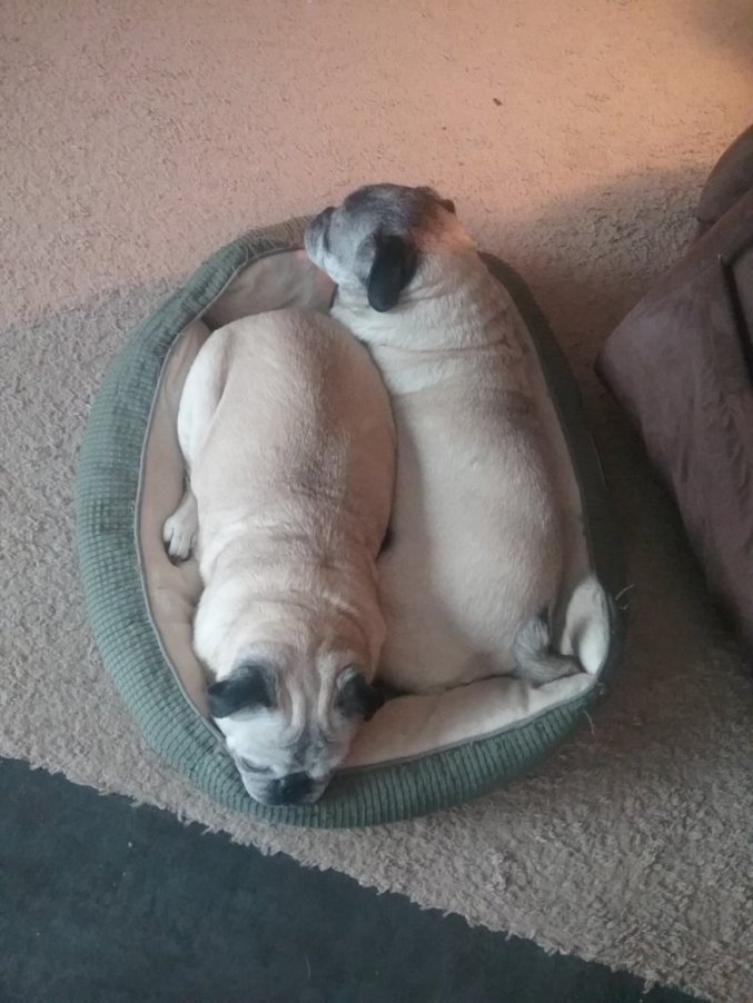 frank and beans pugs cuddling
