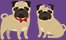 Two cute pugs