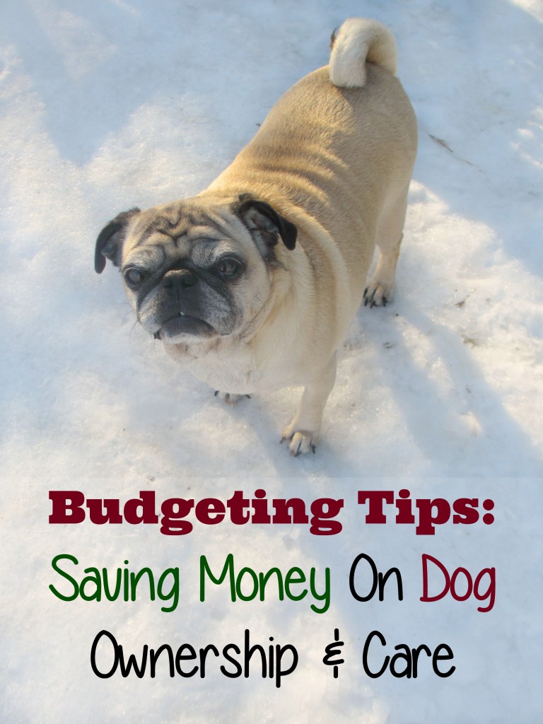 Saving Money On The Cost Of Dog Ownership & Care