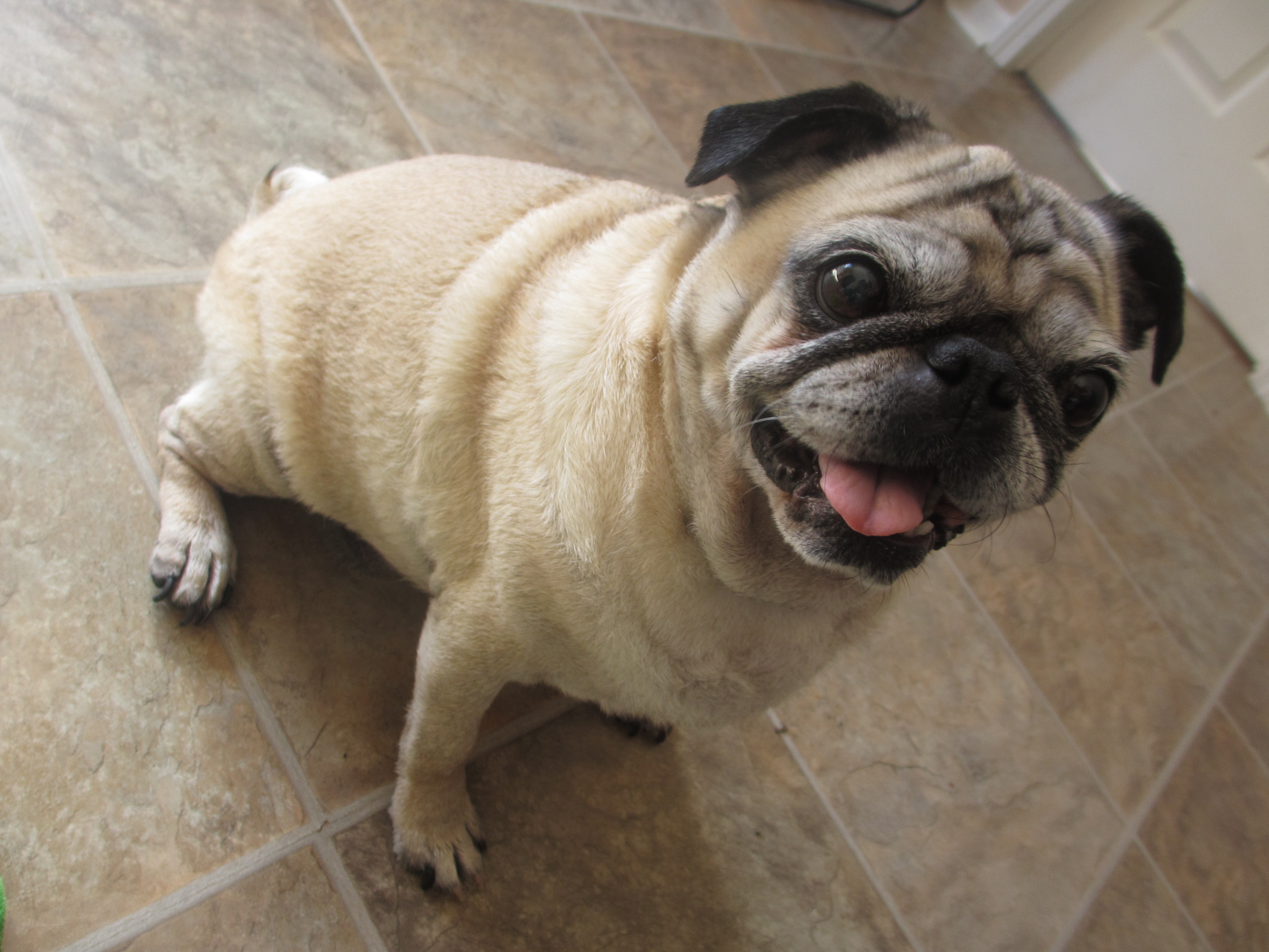 happy pug beans