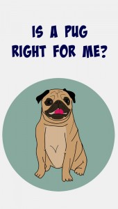 Is a pug right for me? Are pugs good with kids? Do I have enough time to care for a pug? Can a pug live in an apartment? All these questions & more answered in this blog post.