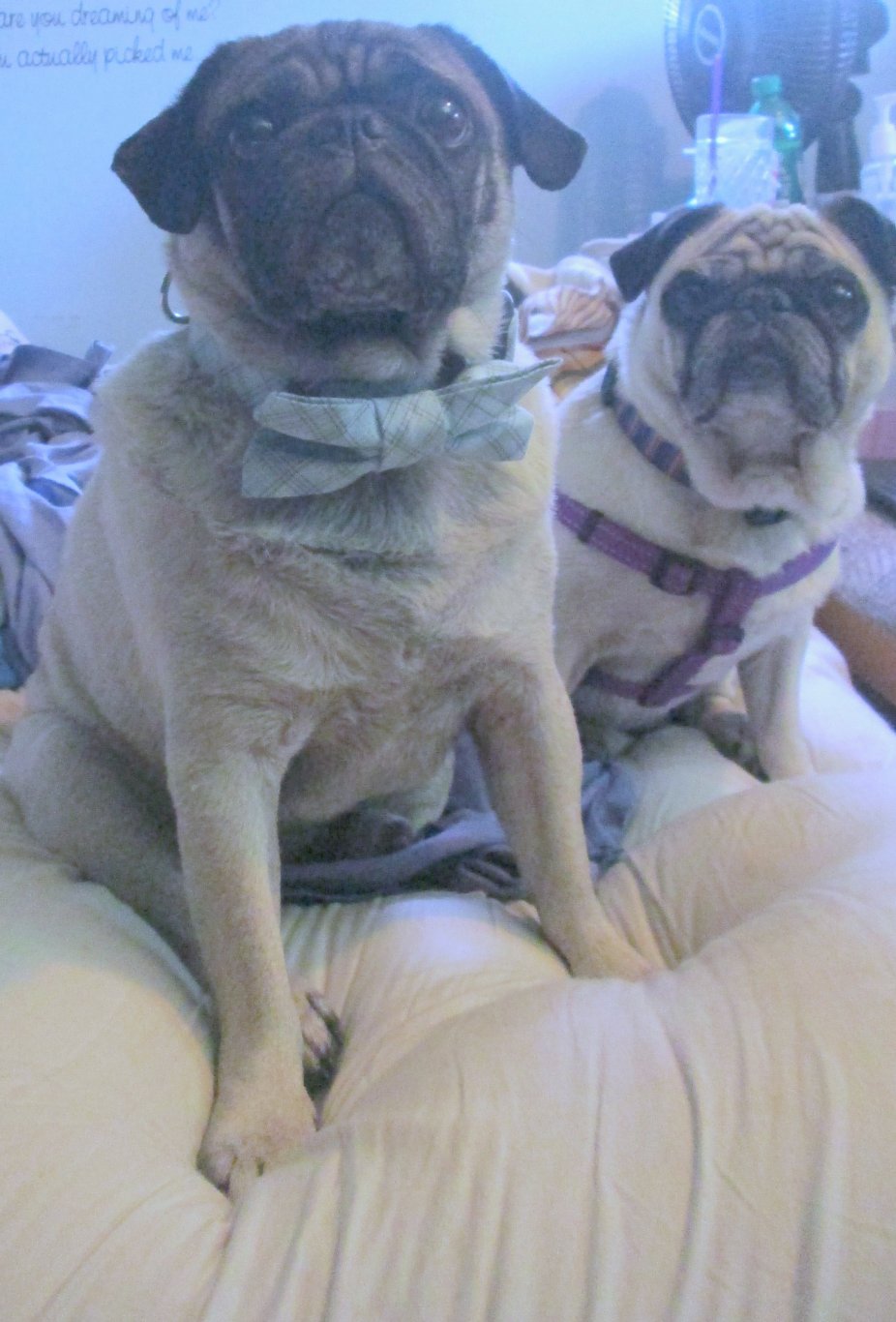 Franklin And Beans Frank Loves Beans