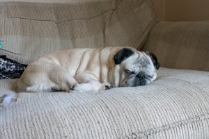 Beans the pug trachea collapse