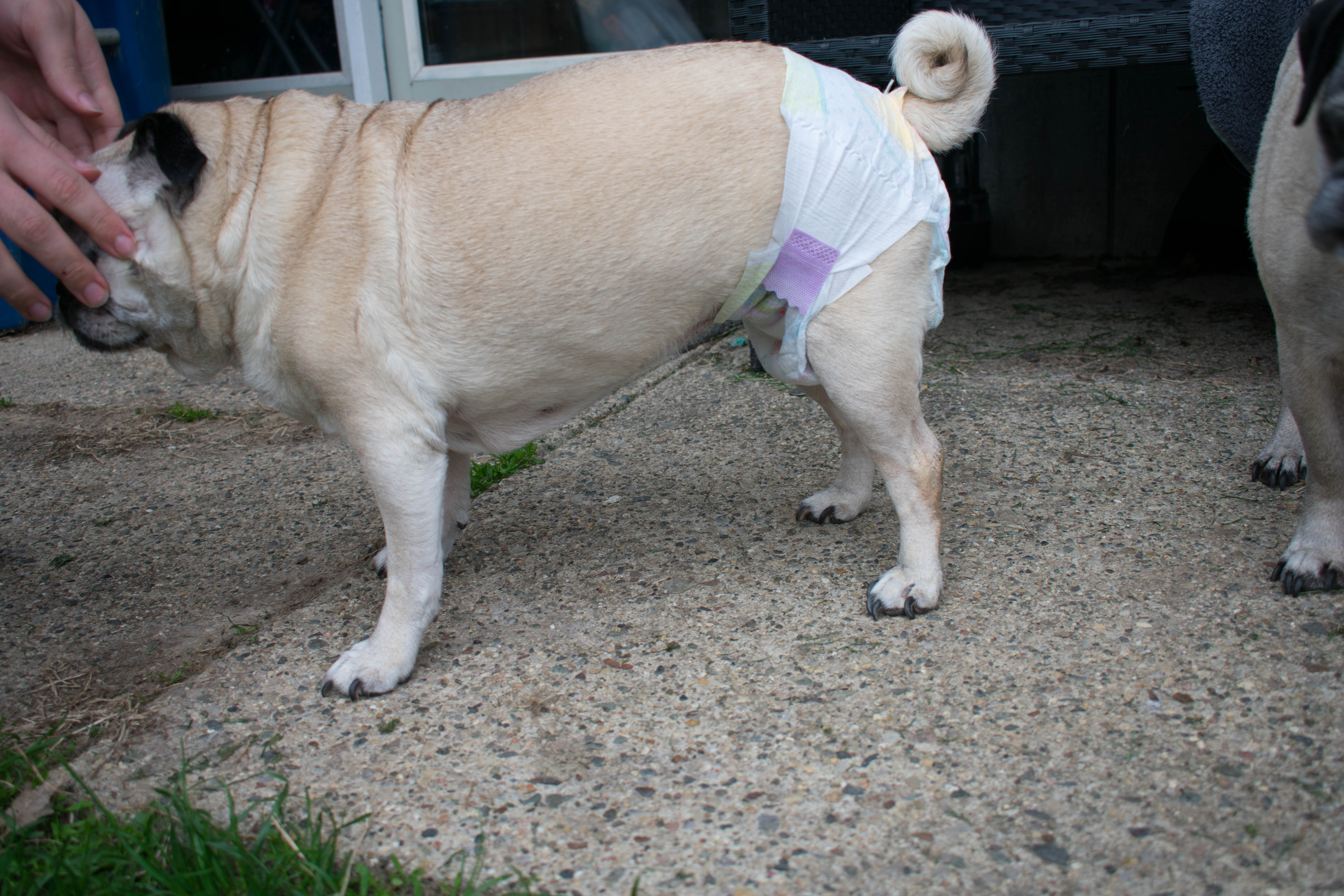 Are Dog Diapers Or Baby Diapers Better For Pugs? Frank