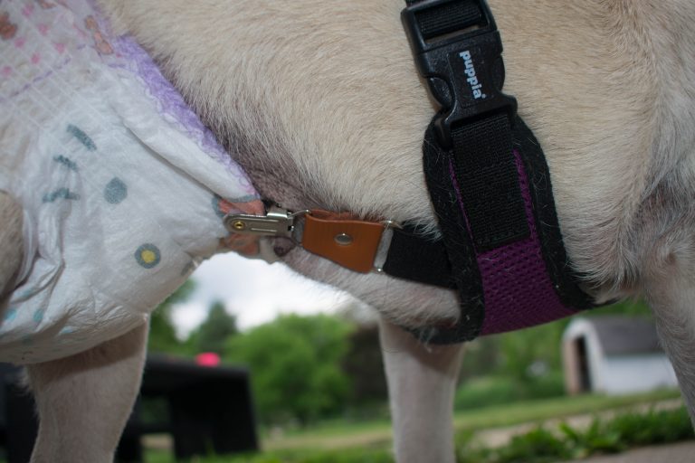 How To Keep A Dog's Diaper On {No Matter What Happens} Frank Loves Beans