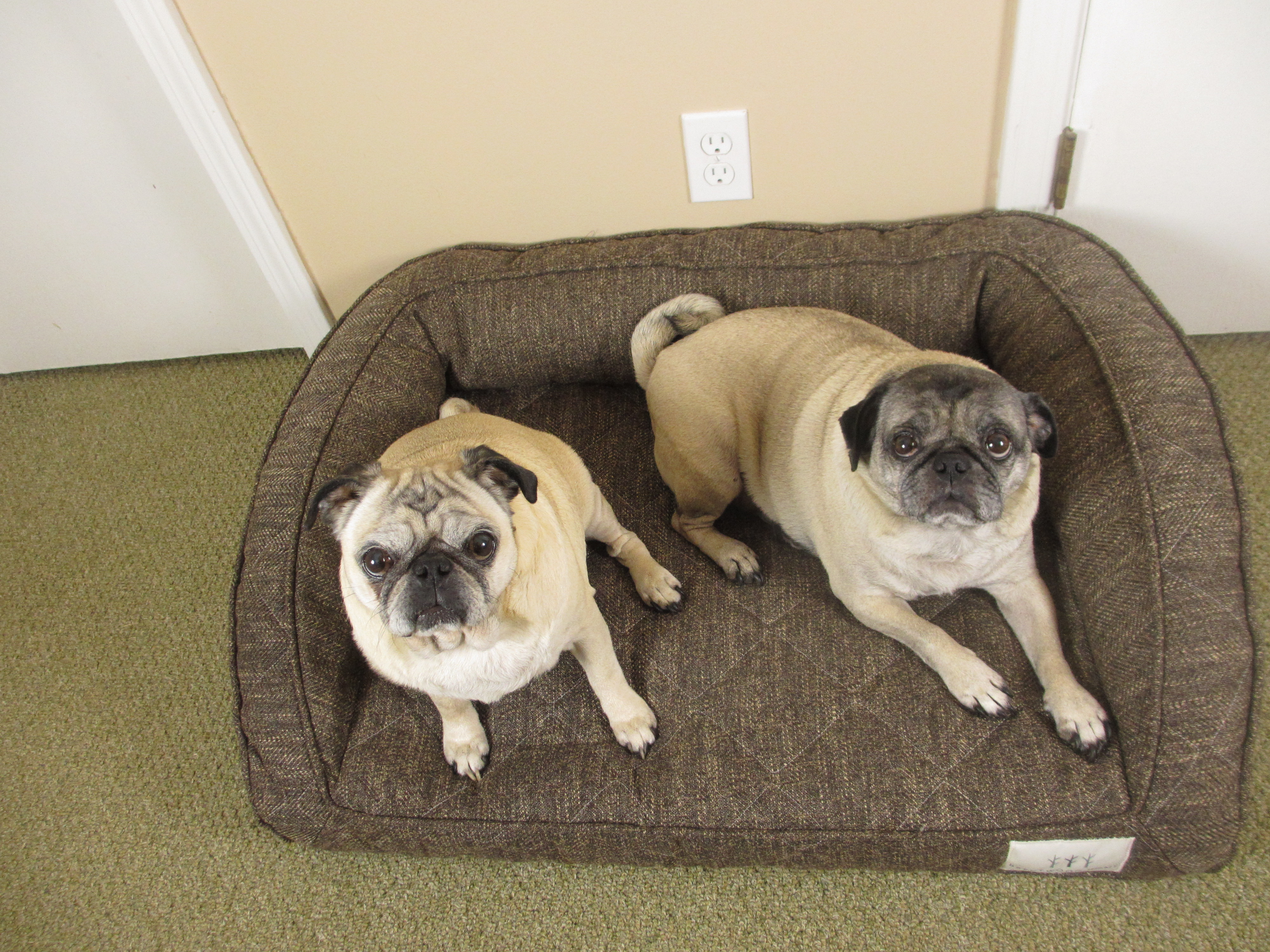 Pug names that are cute serious unique and silly - Frank ... Pug names that are cute serious unique and silly - Frank ...