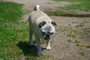 pug tracheal collapse and incontinence