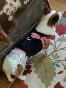 corgi diapers to stay on a dog