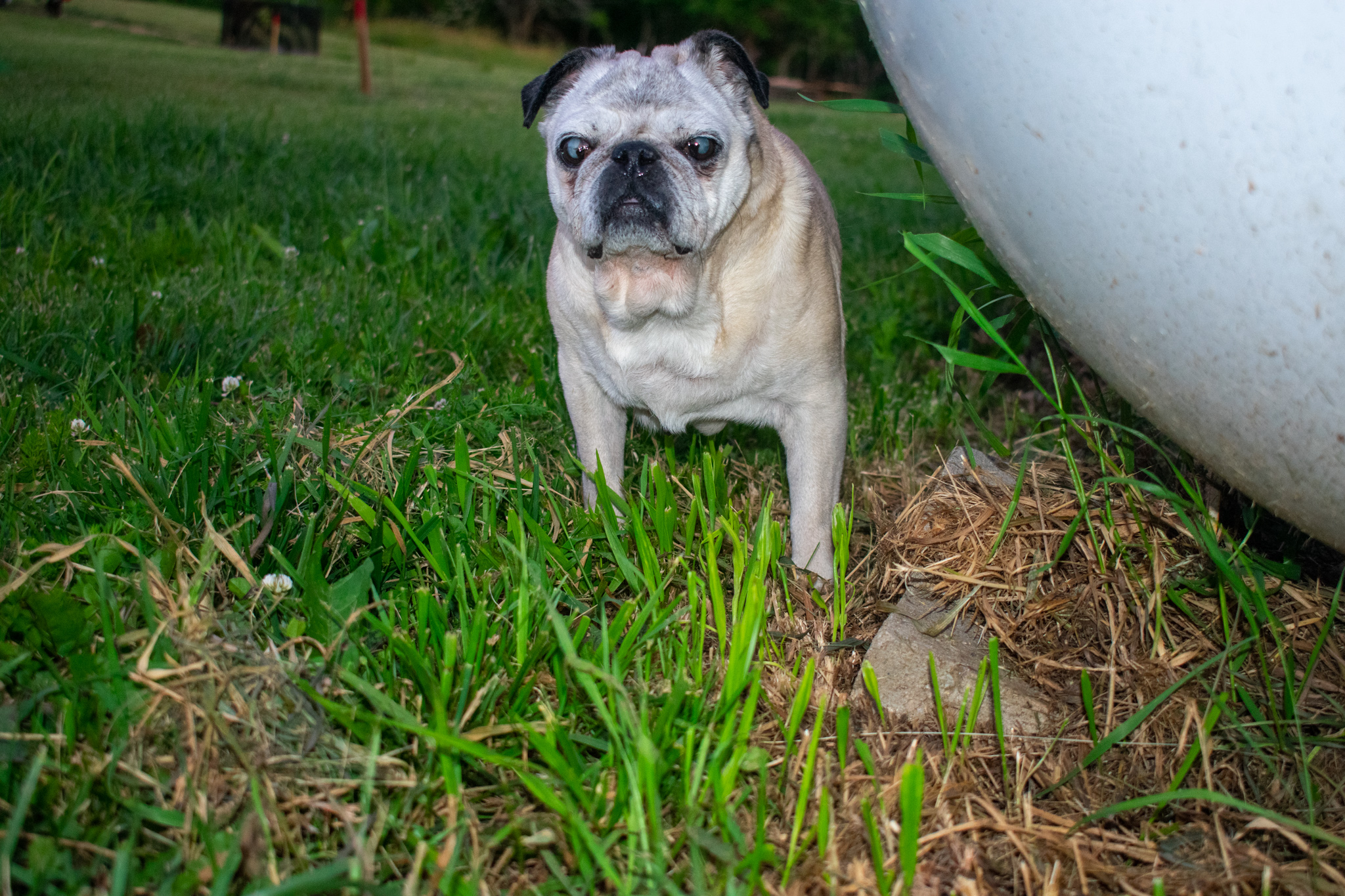 pug with fluid in lungs